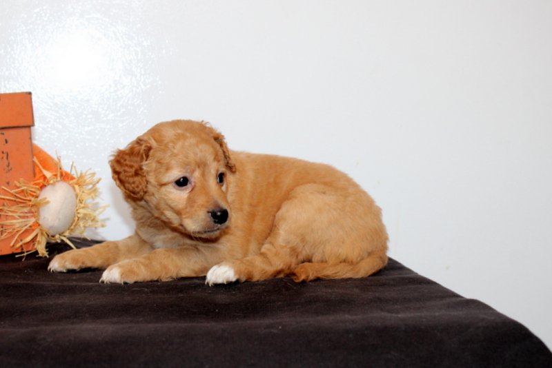puppy, for, sale, Mini Goldendoodle F2B, Matthew B. Stoltzfus, dog, breeder, Gap, PA, dog-breeder, puppy-for-sale, forsale, nearby, find, puppyfind, locator, puppylocator, aca